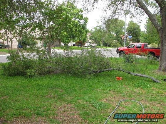 Red pickup truck parked on street, fallen tree in foreground