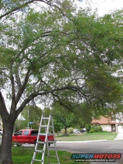 Red pickup truck parked on street, ladder leaning against tree