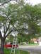 1983 Ford 427 - A red pickup truck is parked near a tree with a ladder set up, suggesting yard work is underway.