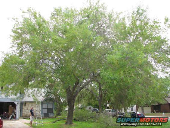 Residential street scene with large tree and houses