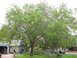 1983 Ford 427 - A residential scene shows a large tree in front of houses, with a person on a ladder and a few vehicles visible.