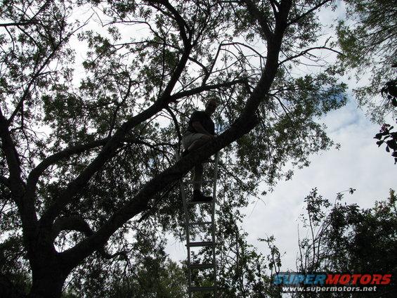 Person sitting on a tree branch with a ladder below them