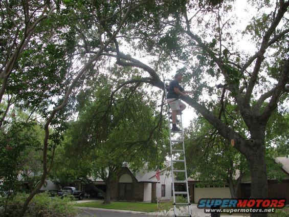 Man on ladder trimming tree branches in front of houses