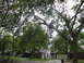 1983 Ford 427 - A person is on a ladder, pruning a large tree in a residential area.