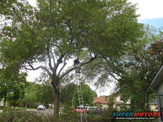 Man on ladder trimming large tree branches, with several vehicles parked on street