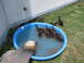 1983 Ford 427 - A group of ducklings enjoys a dip in a small inflatable pool on a sunny day.