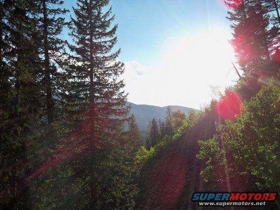 Forest scene with tall pine trees, mountains in the distance, and a bright sun flare