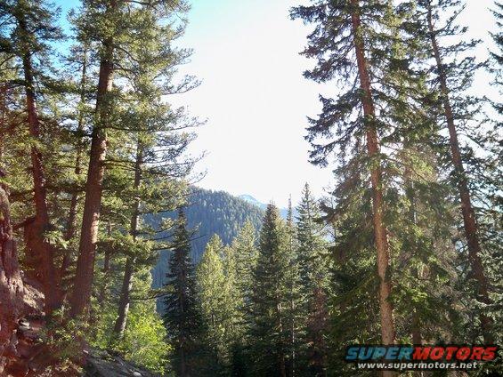 Forest scene with tall pine trees and mountains in the background