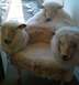 sheep-chair.jpg