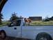 1989 Toyota Pickup/SR5 - A dog stands in the back of a white pickup truck on a sunny day.