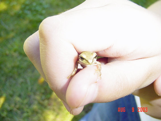 81103-161.jpg Frogs in camp