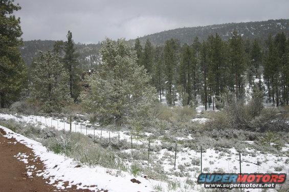 snowy trees and fence line on a hillside