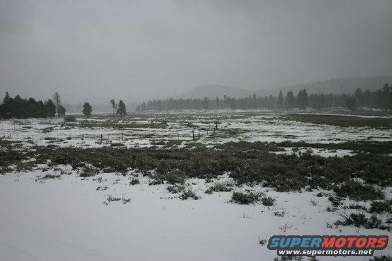 Snowy field with scattered bushes and trees under a cloudy sky