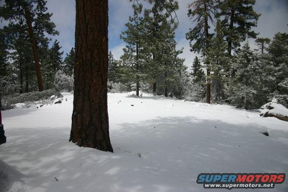 Snowy forest with a large tree trunk in the foreground and pine trees in the background. Supermotors.net logo in the lower right corner