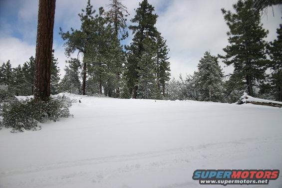 Snowy landscape with pine trees and a fallen log, tire tracks visible in the snow