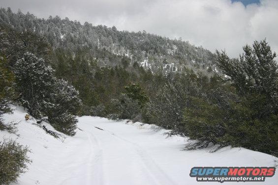 Snowy mountain road with pine trees and overcast sky