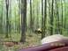 1979 Ford Bronco photo
