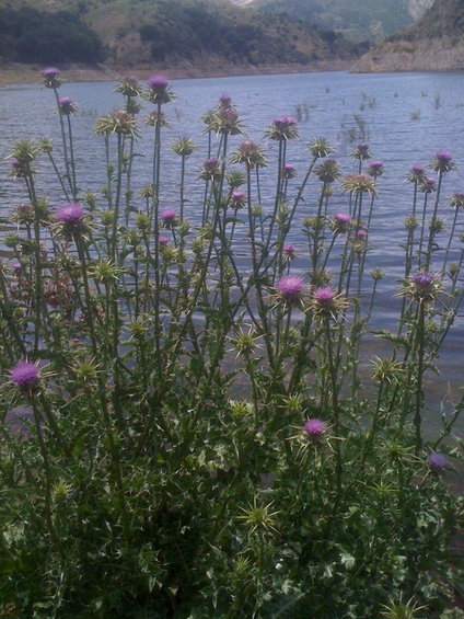 Thistle plants with purple flowers in the foreground, a calm lake and hills in the background