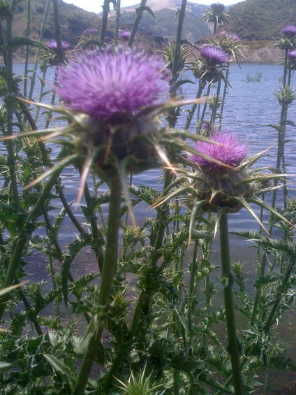 Purple thistle flowers in bloom by a calm lake