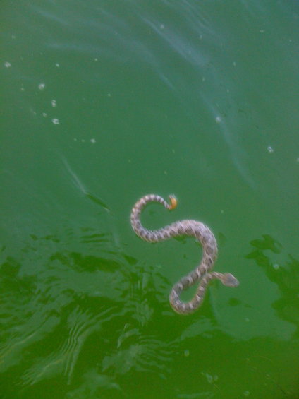 Snake swimming in green water