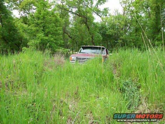 Red pickup truck partially obscured by tall grass, front view