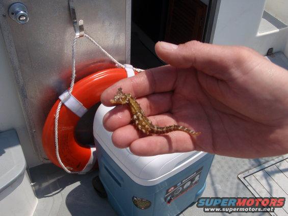 Hand holding a small seahorse, with a life preserver and cooler in the background