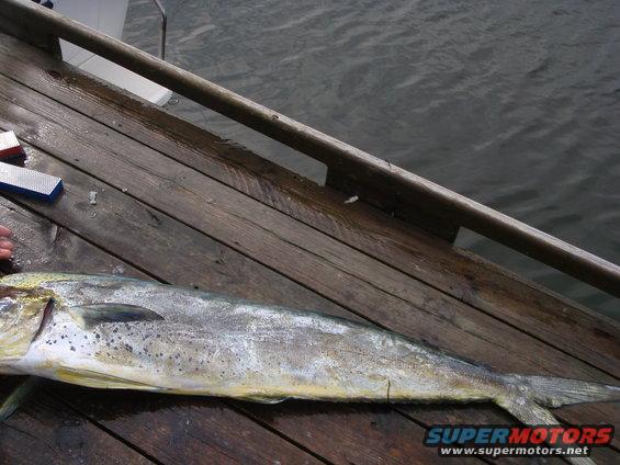 Fish on a wooden dock with water in the background