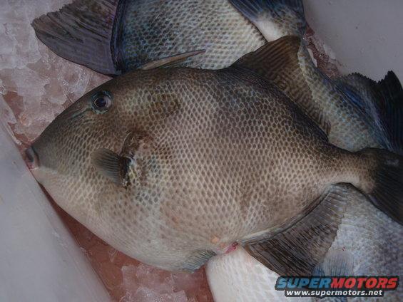 Several fish on ice, one in foreground. Watermark reads SUPERMOTORS.NET