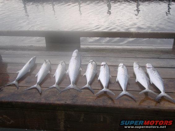 Eight fish laid out on a wooden dock next to water