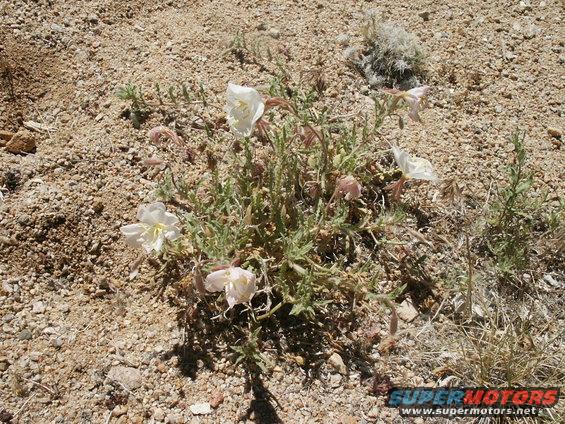 pict0326.jpg 110 * and still have flowers in the desert.