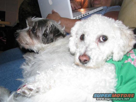 Two dogs, one white poodle and one scruffy terrier mix, with a laptop in the background