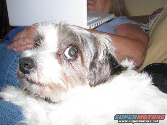 Dog looking at camera with a laptop and person in background