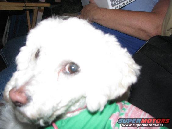 white poodle mix dog wearing green shirt, person using laptop in background