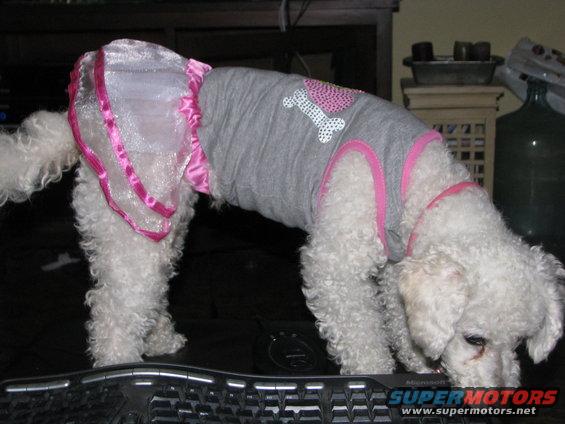 White poodle mix dog wearing a grey shirt with a pink heart and bone design, and a sparkly pink skirt