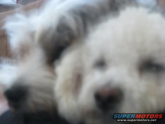 Two dogs, one white and fluffy, the other with grey and white fur