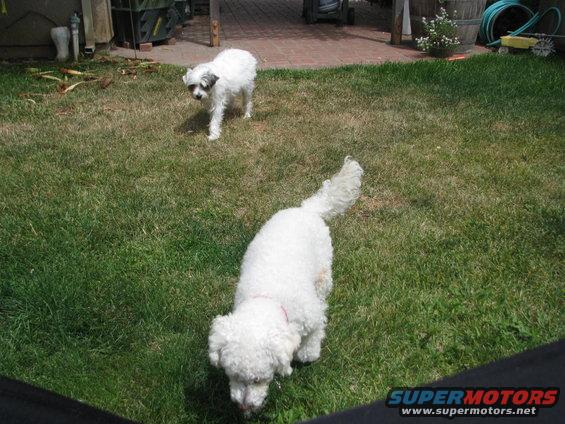 Two dogs, one white poodle-type and one smaller white dog with black markings, are in a grassy backyard