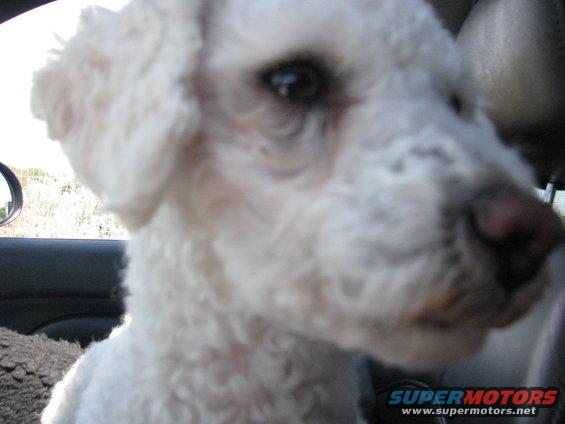 white poodle dog looking out car window