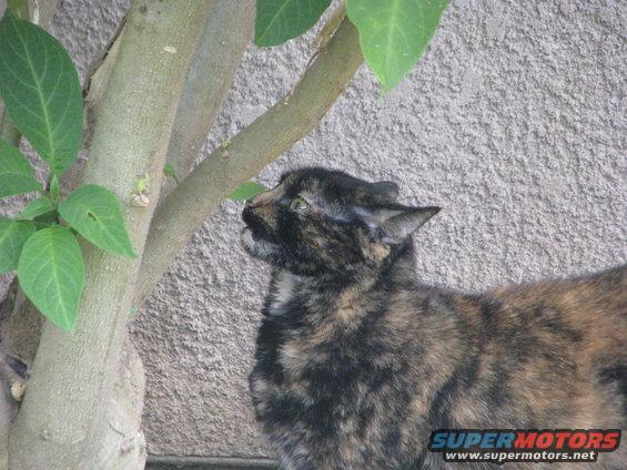 Tortoiseshell cat looking up next to a tree trunk against a stucco wall