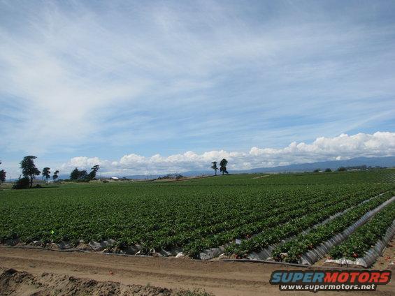 Strawberry field under a cloudy sky with distant trees and mountains