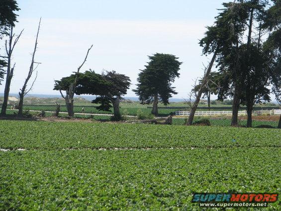 Agricultural field with cypress trees and a white fence, ocean in distance