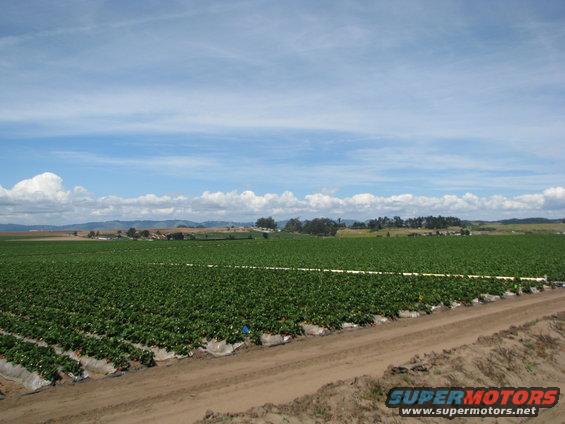 wide shot of a large strawberry field under a partly cloudy sky