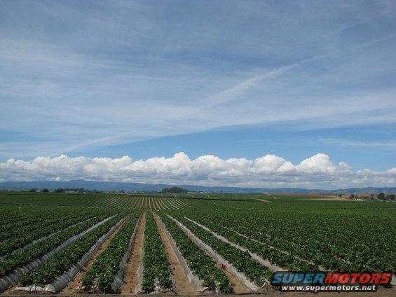 Rows of strawberry plants stretch across a field under a blue sky with white clouds