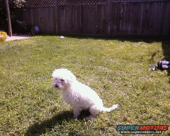 White poodle dog sitting on grass in a backyard