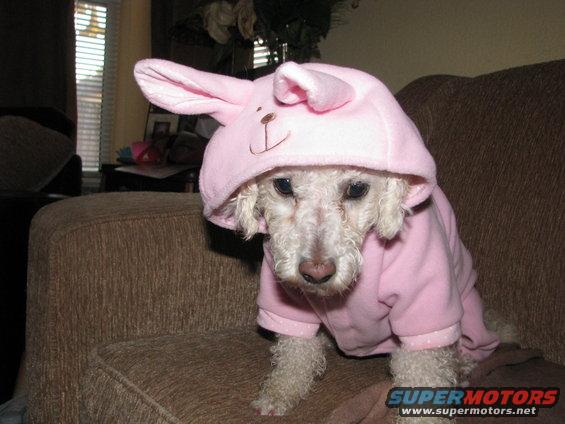 Dog wearing a pink bunny hoodie with ears, sitting on a couch