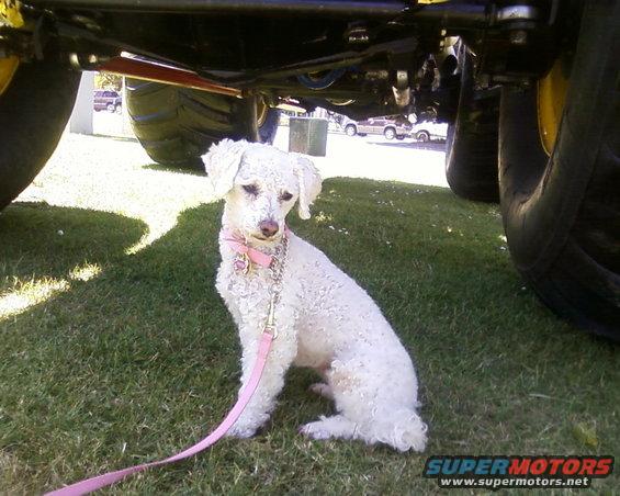 White poodle on leash sits under a large vehicle's chassis and tires