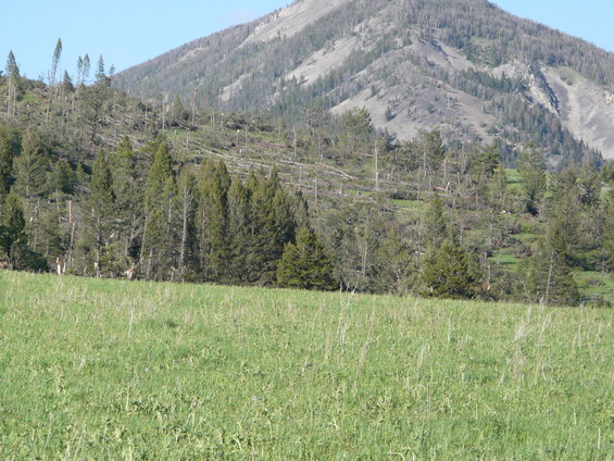 Grassy field in foreground with a mountainside showing extensive tree damage from a tornado
