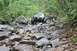 1984 Ford Bronco II - Two SUVs tackle a challenging, rocky trail in a wooded area.