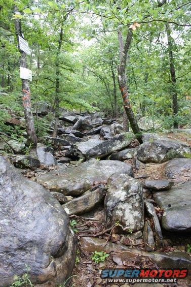 rocky path through a forest with trees and foliage