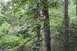 1984 Ford Bronco II - Signs indicating trail names or destinations are mounted on trees amidst foliage.