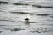 1990 Chevrolet Suburban - A seagull stands in the water near the shore, with gentle waves lapping around its feet.